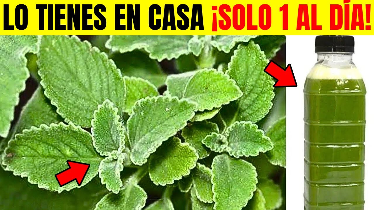 ¡MILAGRO! 1 Hoja Destruye La Diabetes, El Colesterol Malo, La Grasa, La Inflamación Y Las Úlceras