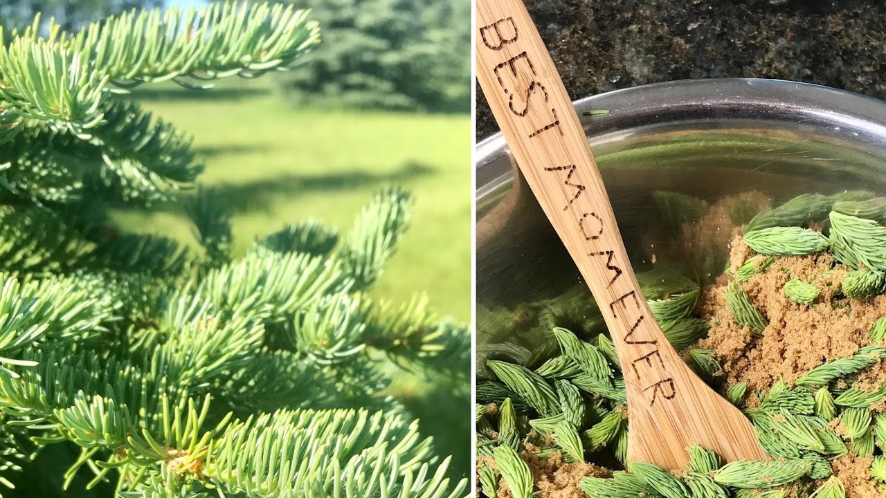 Spruce Tip Syrup