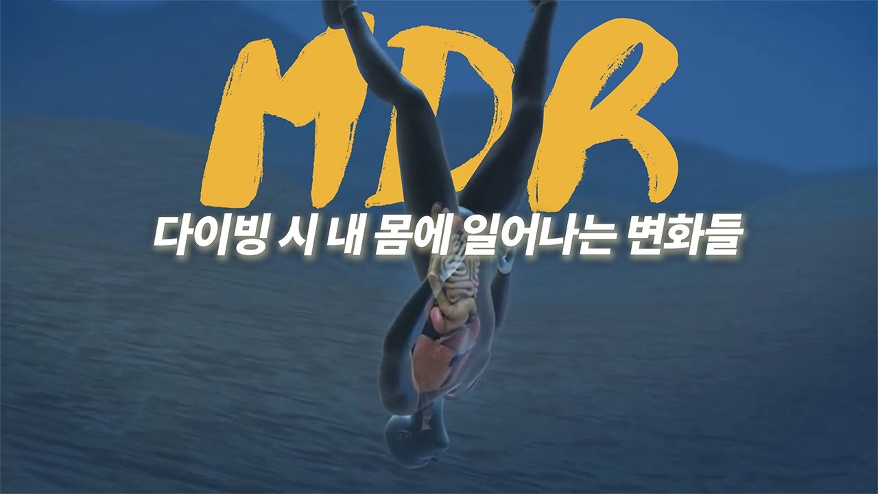 프리다이빙 시 겪게 되는 아주 이상한 현상 MDR 다이빙 (포유류 다이빙 반사/반응)