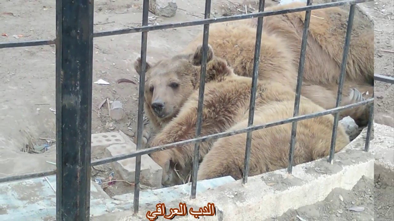 حديقة الحيوان متنزه الزوراء -14 / 2 / 2015 تصوير ومونتاج مشتاق الحسناوي
