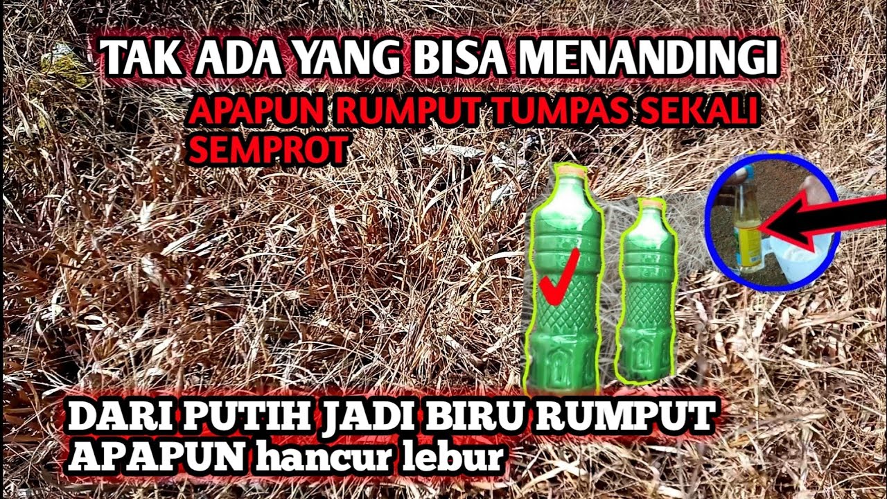 cukup 1 botol kecil ll 1 hektar Rumput hancur lebur tidak tersisa sampai benihnya cuma modal ini