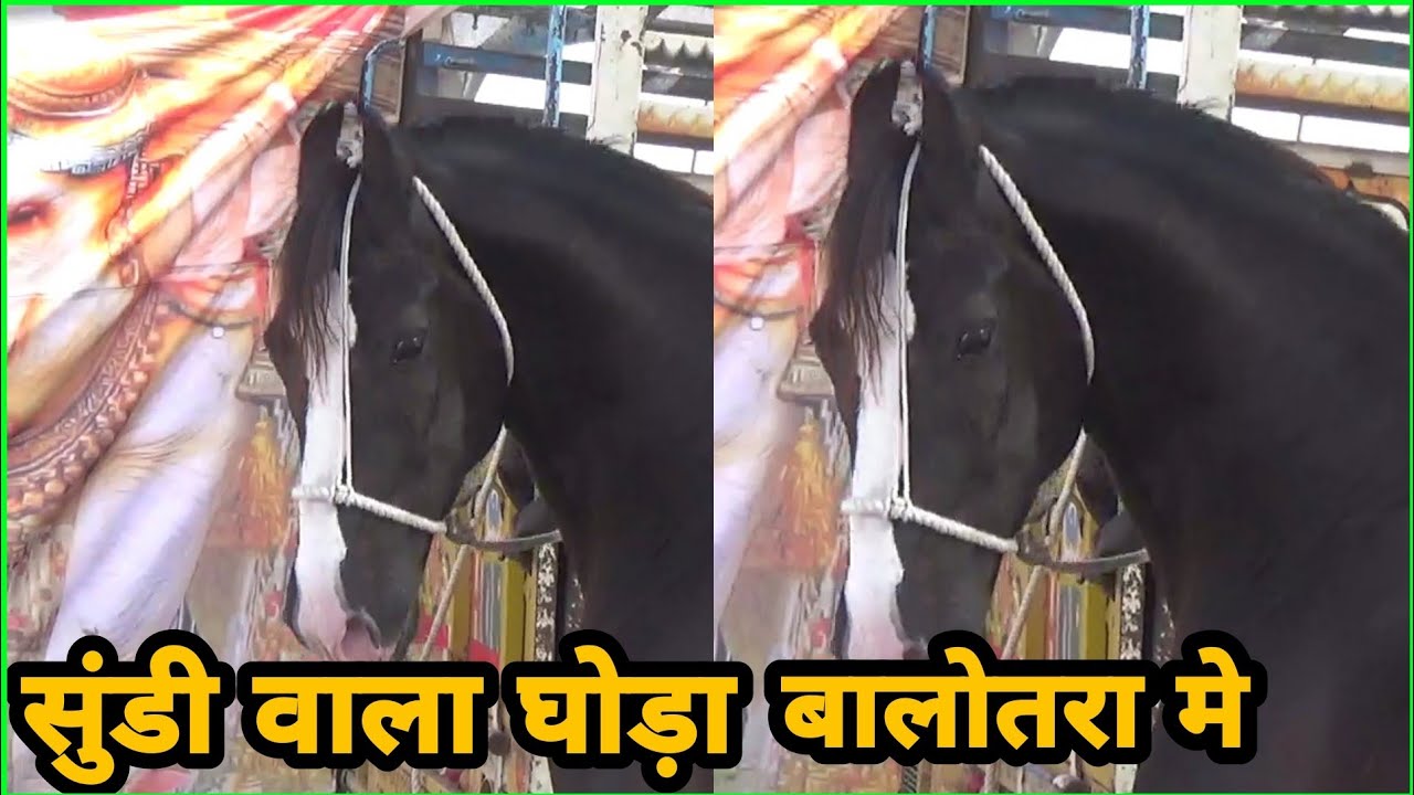 उदयपुर से आये चार मारवाड़ी घोड़े बालोतरा मेले मे | Marwadi Stallion |बालोतरा मेला