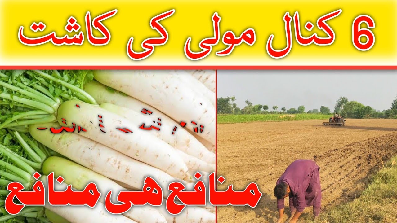 Growing white radish from seed || Radish harvest || Pakistan village life