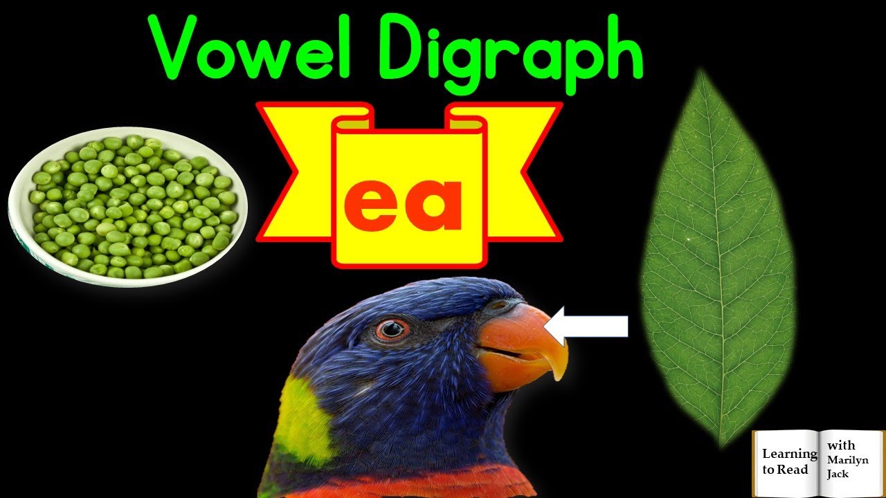 Vowel Digraph: 'ea'  (four-letter words)