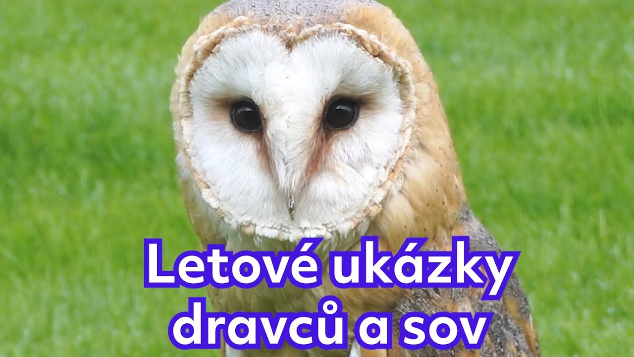 Letové ukázky dravců a sov