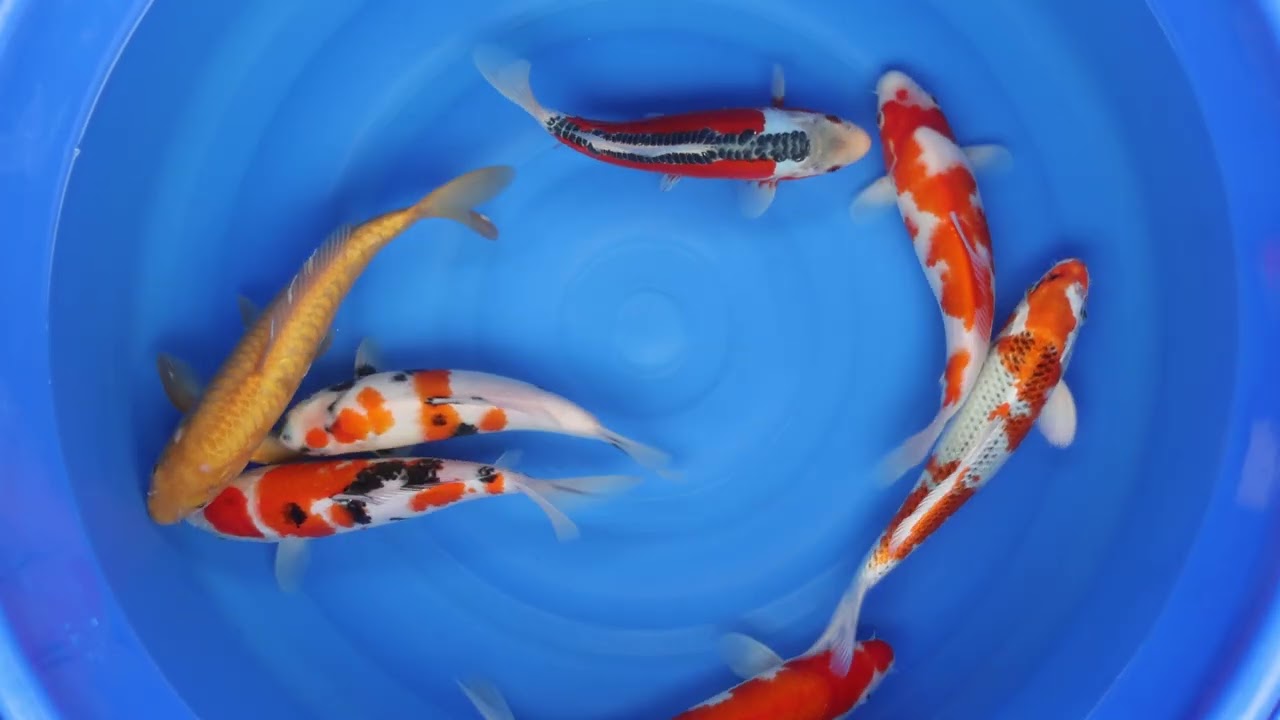 BOWL B - £135 Koi For Sale
