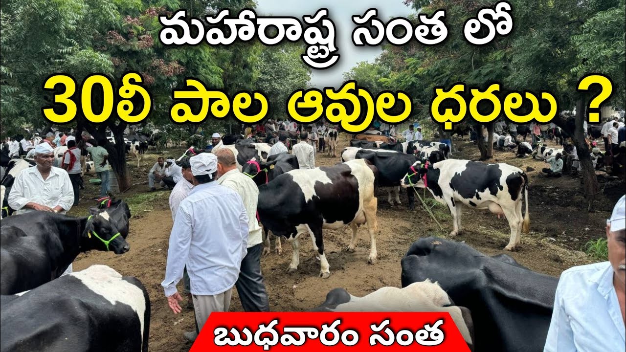 మహారాష్ట్ర సంత లో 30లీ పాల ఆవుల ధరలు | బుధవారం సంత | Wednesday Loni Cow Market in Maharashtra