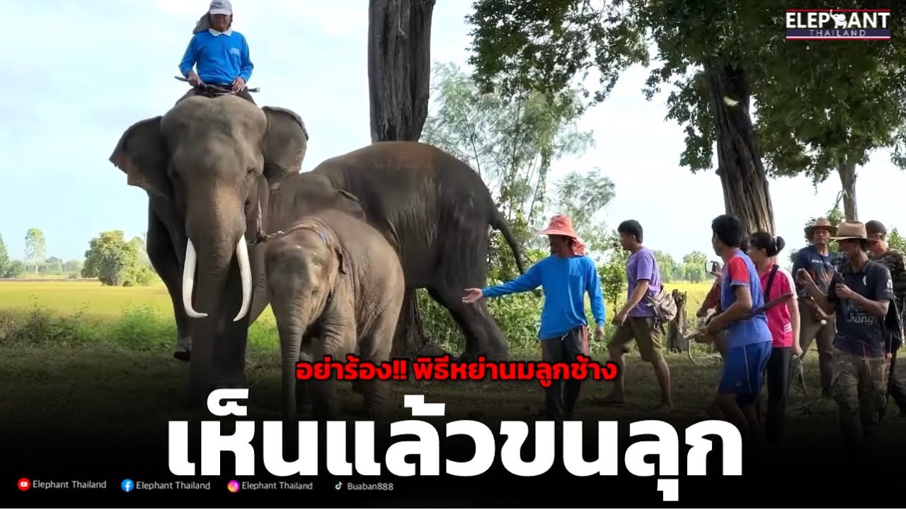 อย่าร้อง❗️เห็นเเล้วขนลุก❗️พิธีหย่านมลูกช้าง❌