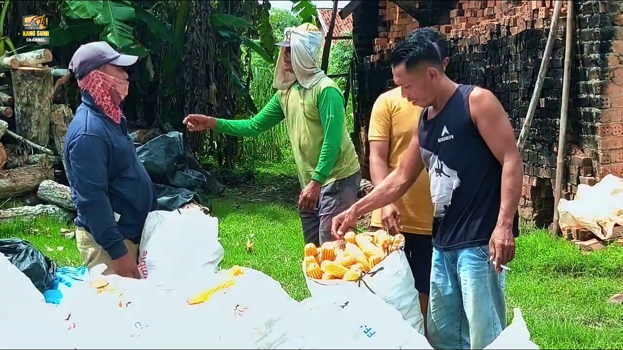 GILING JAGUNGNYA BOS TOBONG BOTO