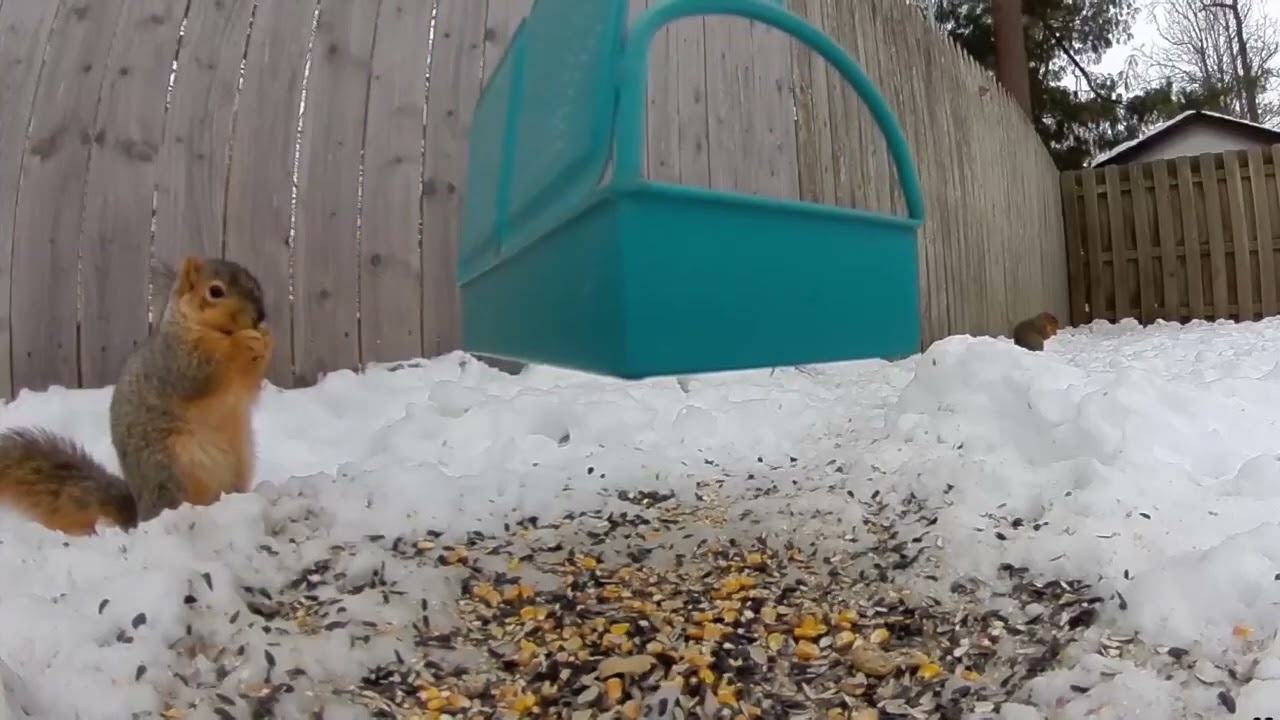 Video Varmints Daily Vlog: February 14th, 2026