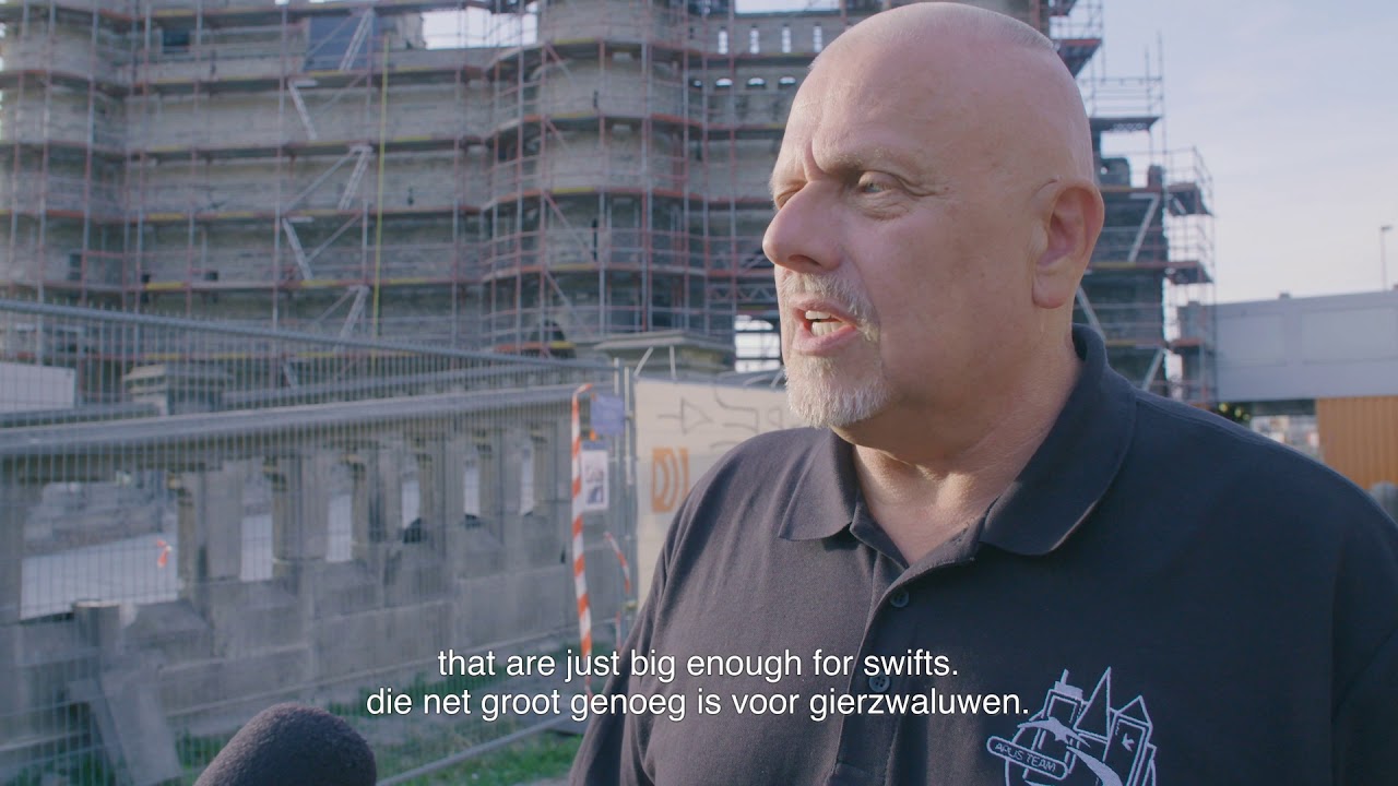 Het Steen - gierzwaluwen