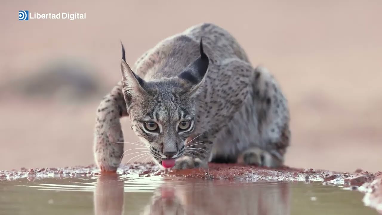 El lince ibérico pasa de ser una especie en peligro de extinción a 