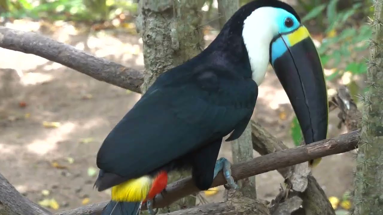 Aviario Nacional de Columbia