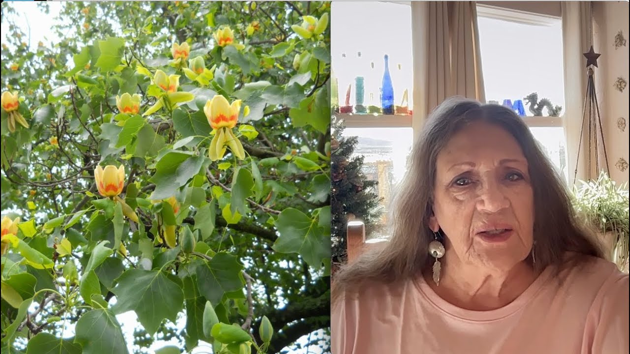 Love of Country?—Tree Talk—Tulip tree 