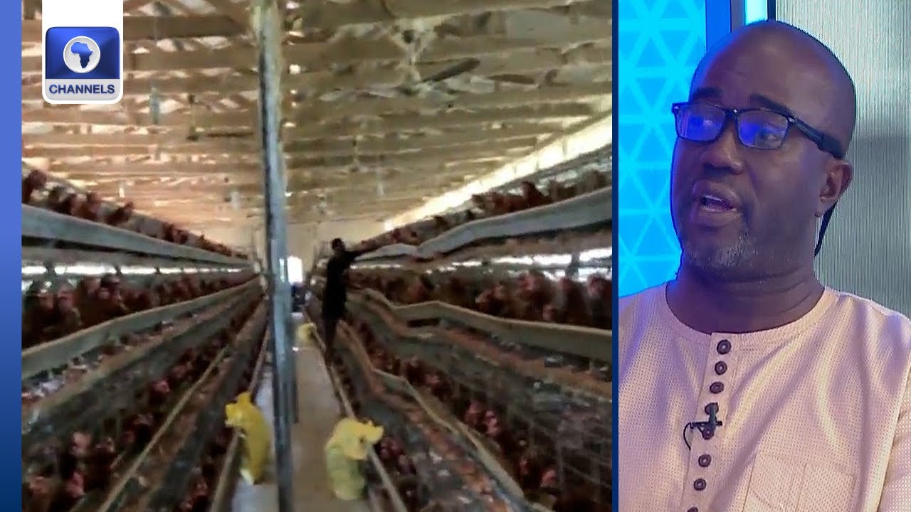 Nigeria’s Poultry Industry: Balancing Price Decline, Profitability