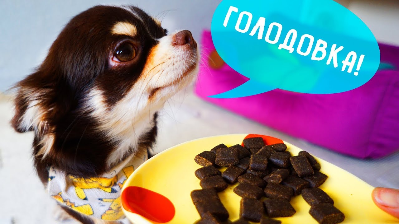 ЩЕНОК ЮМИ НЕ ЕСТ! ЧТО ДЕЛАТЬ ЕСЛИ СОБАКА ОТКАЗЫВАЕТСЯ ОТ ЕДЫ?
