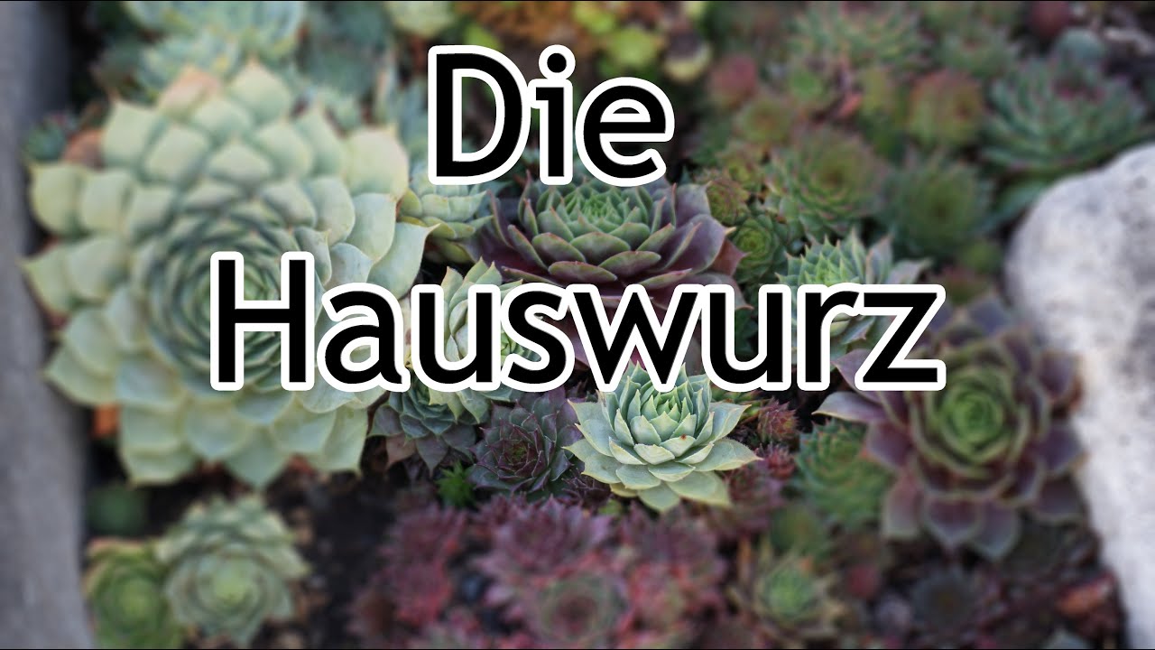 Die Hauswurz für Haus und Mensch