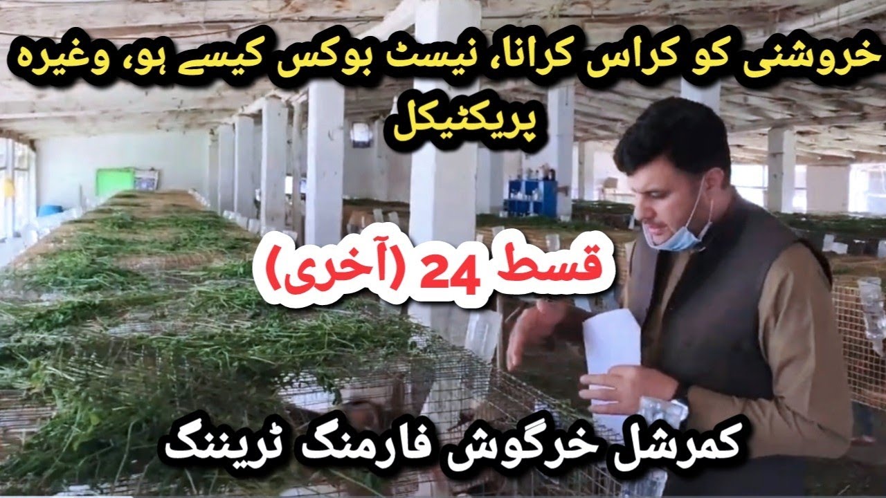 Rabbit Farming Training | Episode 24 (Last) How to Cross a Female, Nestbox & Thermometer Importance