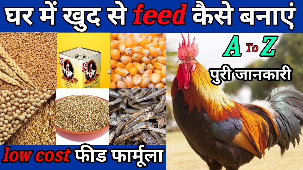 desi feed kaise banaye||sonali murgi dana kaise banaye|| ghar me feed kaise banaye|desi feed formula