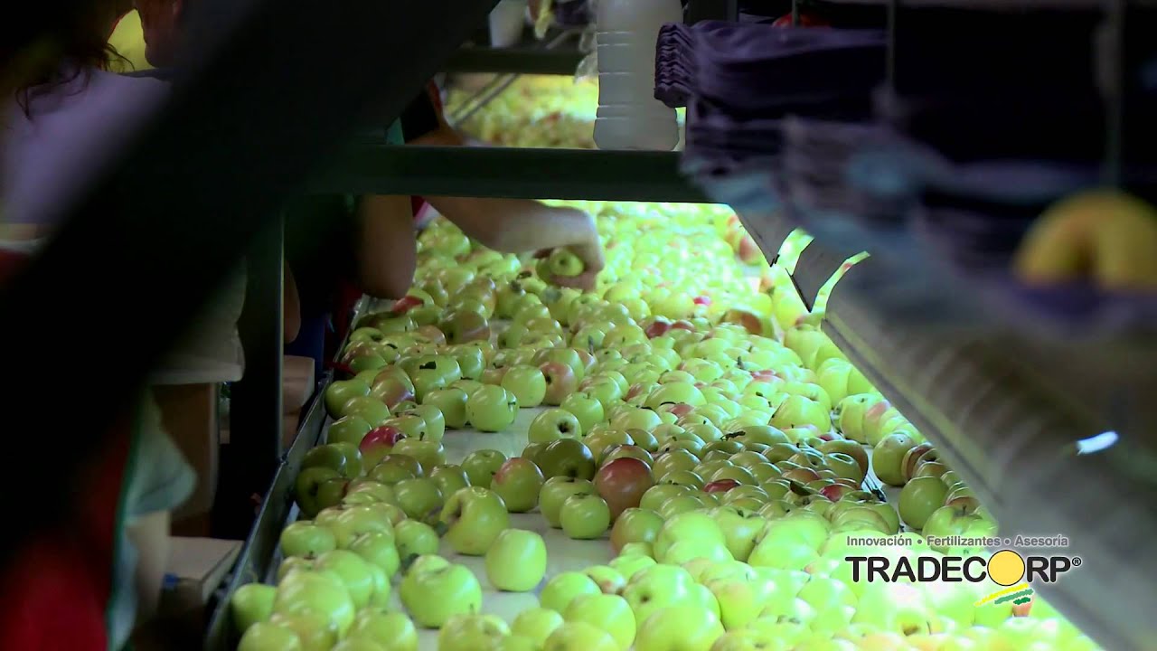 Manzana, Empaque