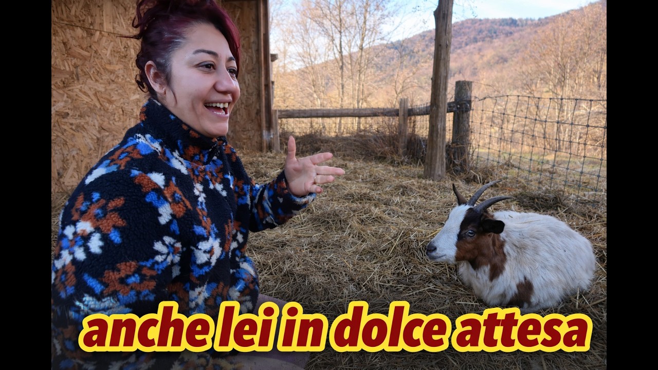 ANCHE LEI E' IN DOLCE ATTESA #animali #montagna #vitainmontagna #farm #natura #capre #agnellini