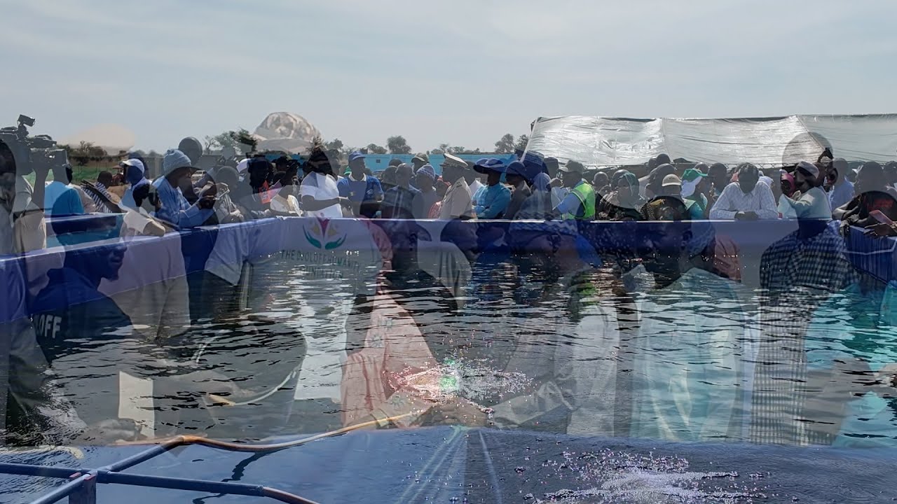 Découvrez Sen djoloff farm qui est un exemple de réussite dans le domaine de l'aquaculture .