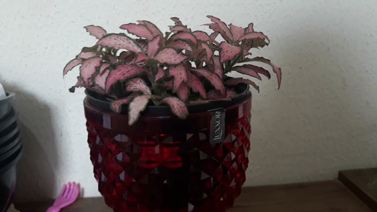 Dica de cultivo da Fit&ocirc;nia, tamb&eacute;m conhecida como planta mosaico