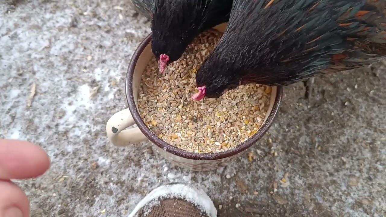 Plauderrunde | Winterpause bei den Hühnern 