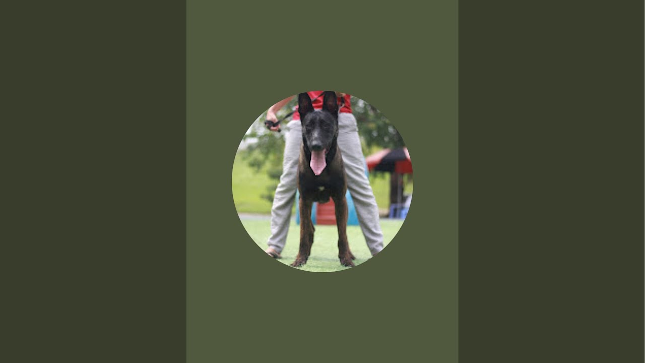 Becgie Bỉ đầy đủ màu mảng tại trại chó Long Biên #pets #chobecgiebi #becgie #malinois #becgiebi