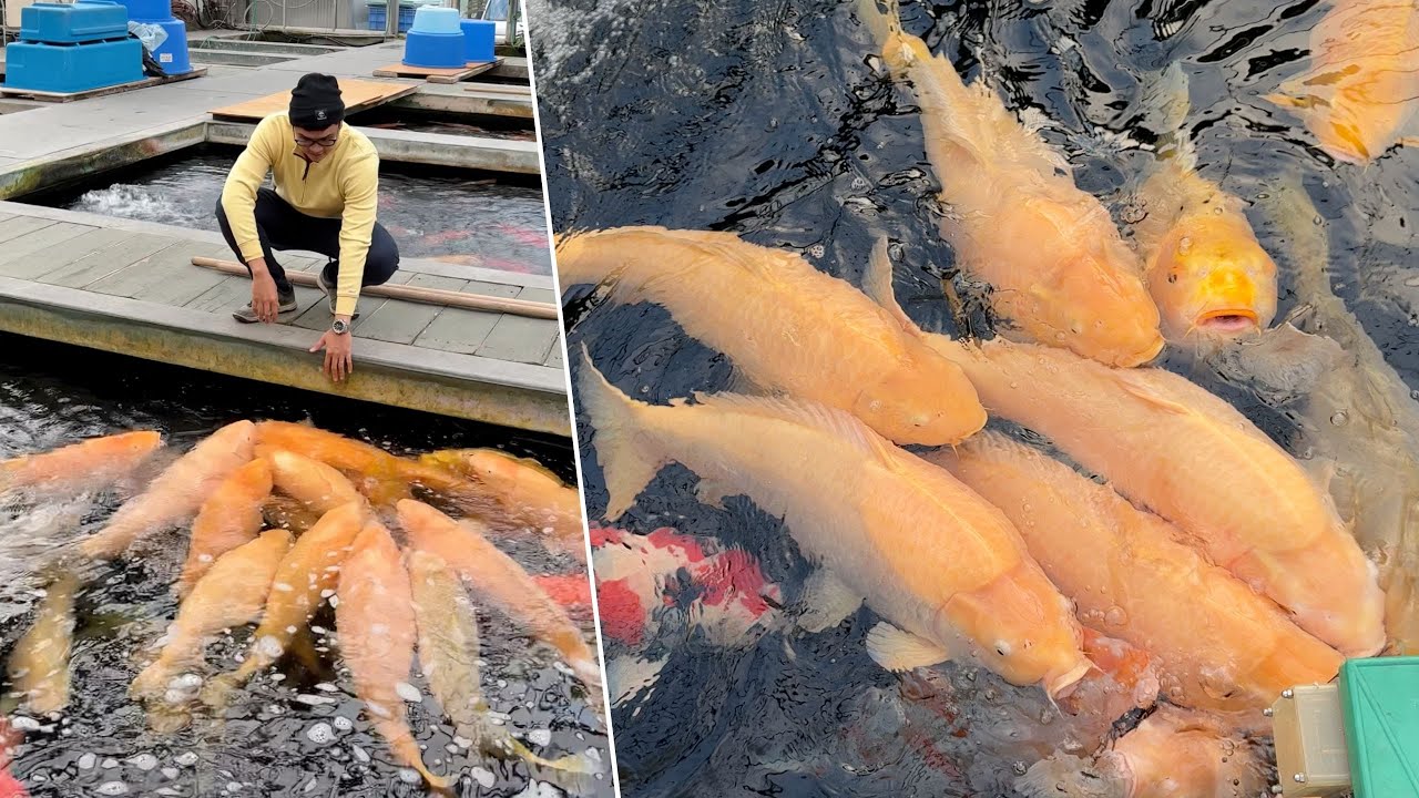 Ферма Konishi Koi Farm, крупнейший в мире заводчик карасигой, делится своими секретными методами