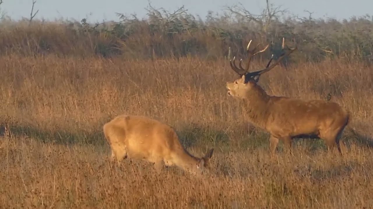Kronhjort i Vestjylland  - Red deer - Rotwild  Wildlife   in western Jutland