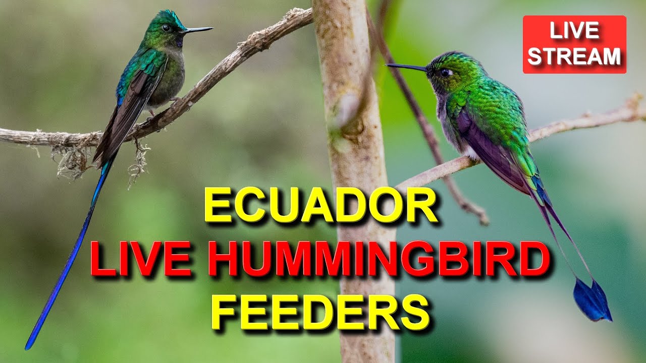 Live Hummingbird Feeders at Sachatamia Lodge in Ecuador