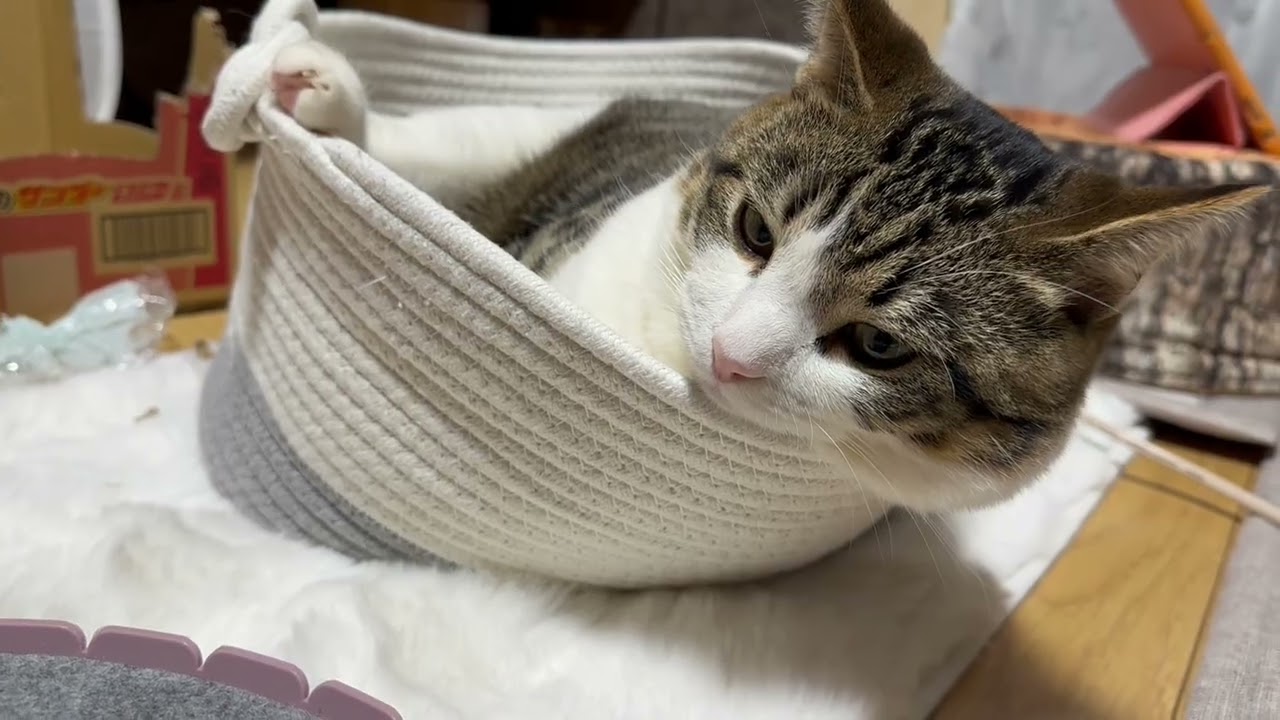 自由自在な籠🧺とふーたん😸