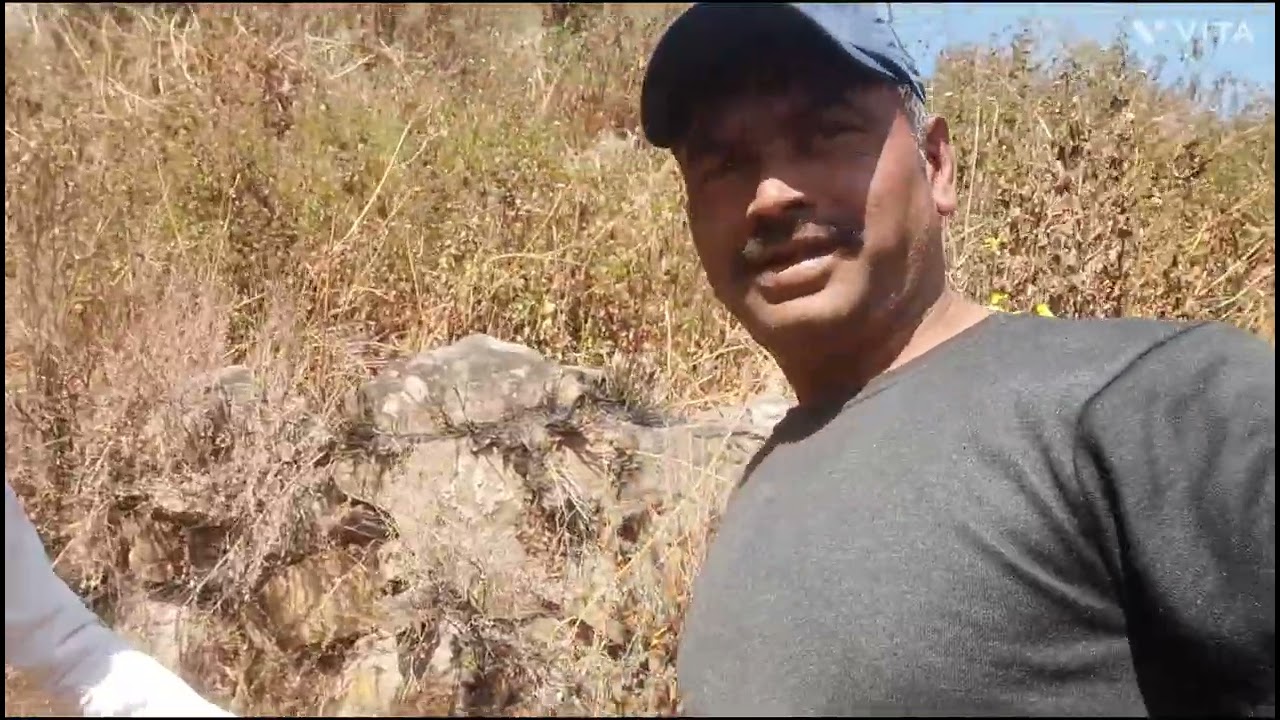 खेत से काफी मटर निकाली