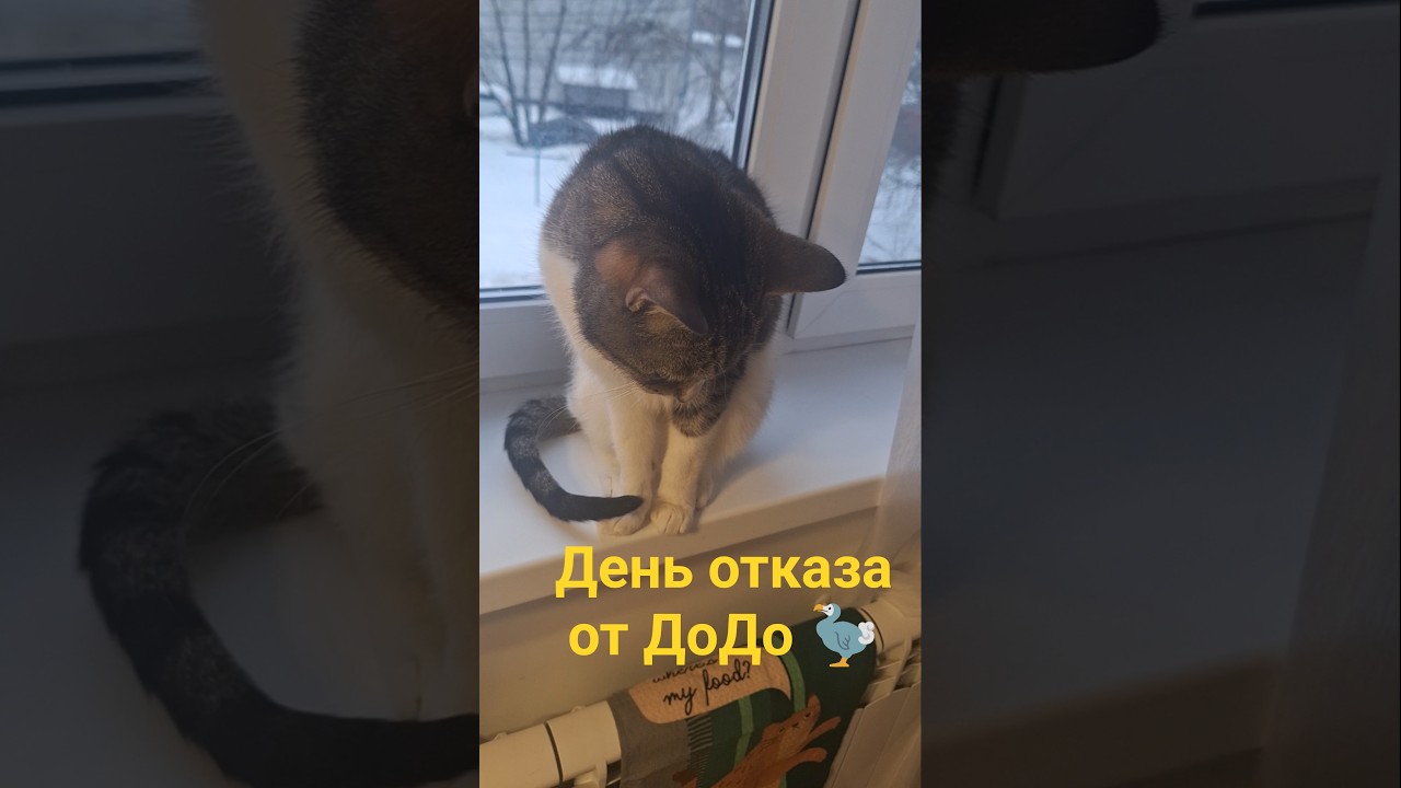#додопицца #cat #веселыекоты #кот #прикольныекоты #животные #видосыоткота #котбарон #толстаяcat #fun