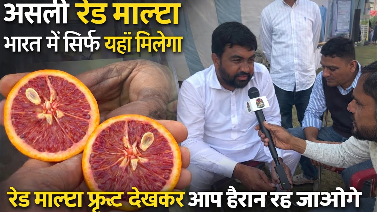 असली रेड माल्टा सिर्फ़ यही होता हैं orignal red malta #agriculture #fruit #orange