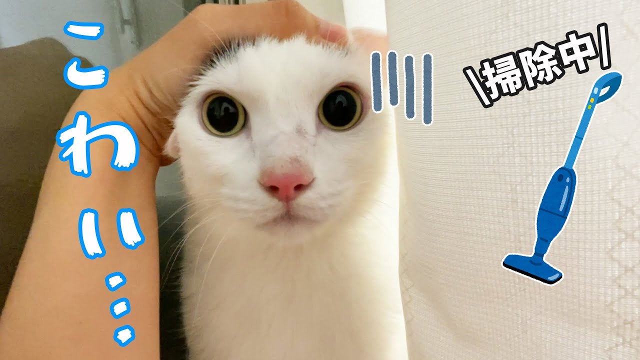掃除機をかけるときは全力でチロさんを守ります