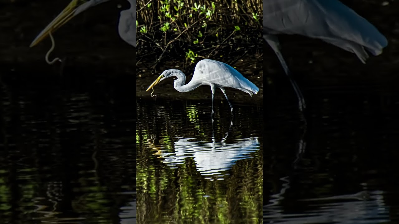 Great White Egret