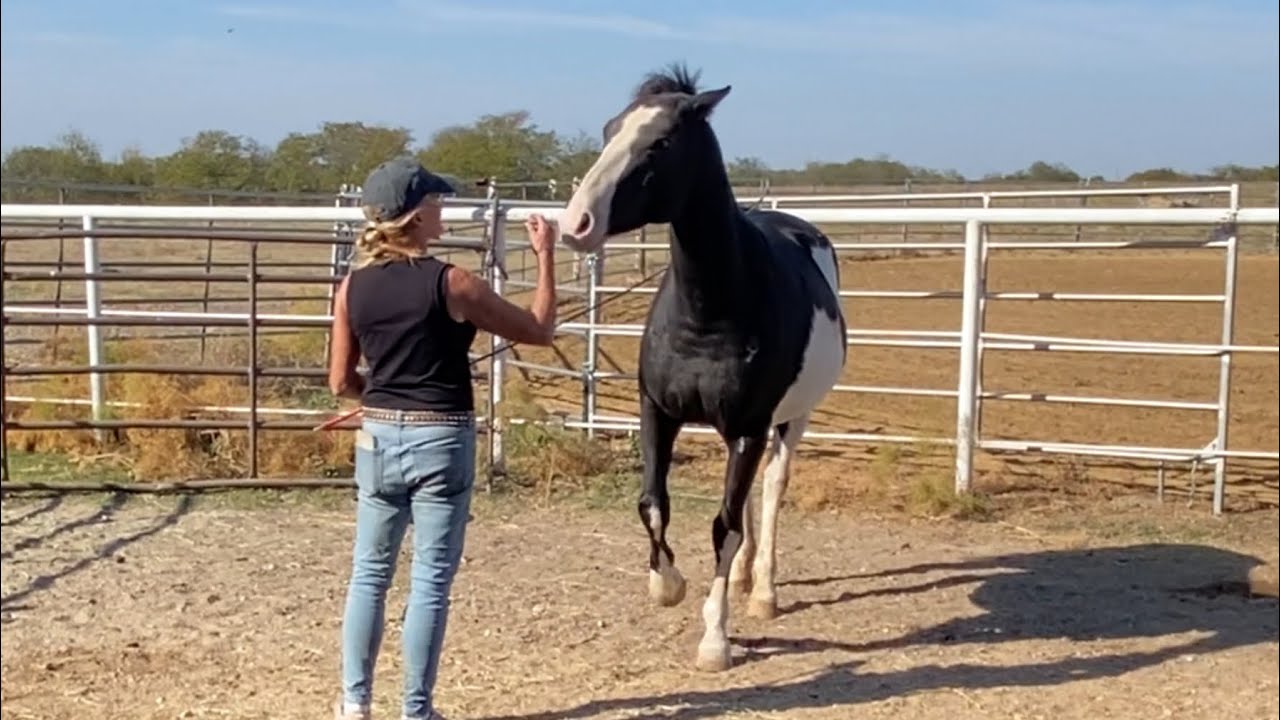 I Have to get a Halter on her……..without getting Bitten!😳