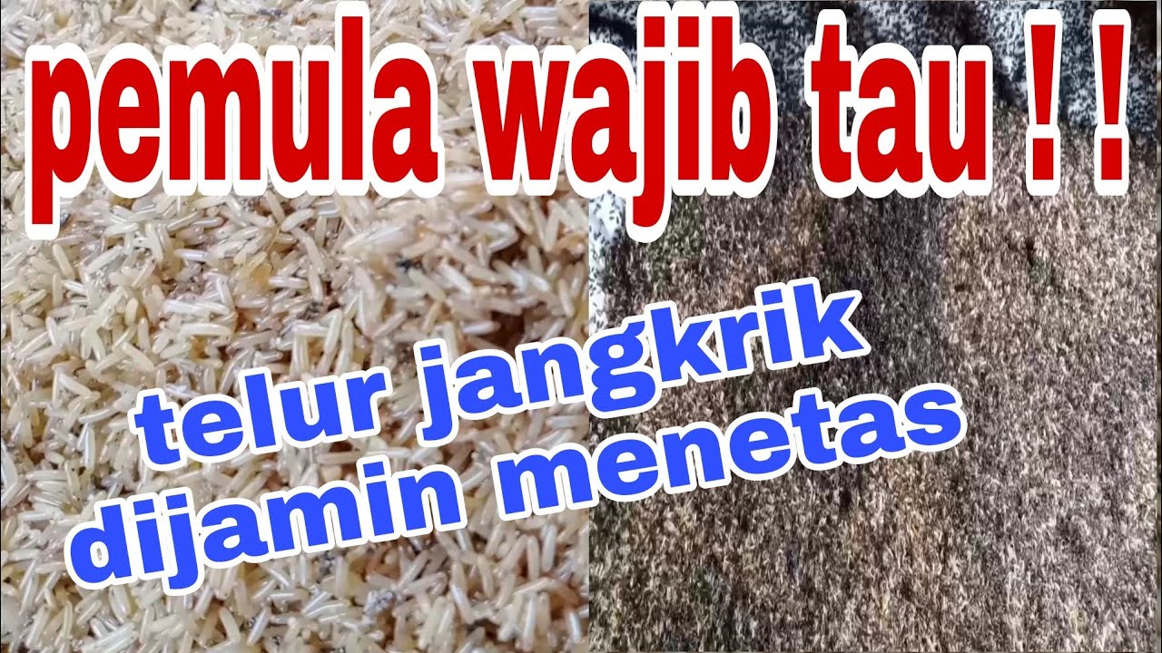 TUTORIAL CARA PENGERAMAN TELUR JANGKRIK YANG BAIK DAN BENAR UNTUK PEMULA