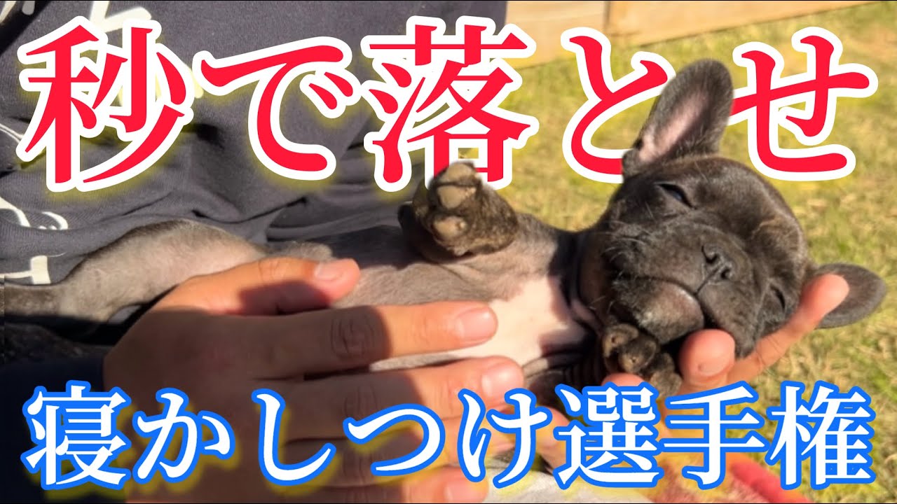 子犬から老犬まで！安らぎの彼方へ犬達を誘え！