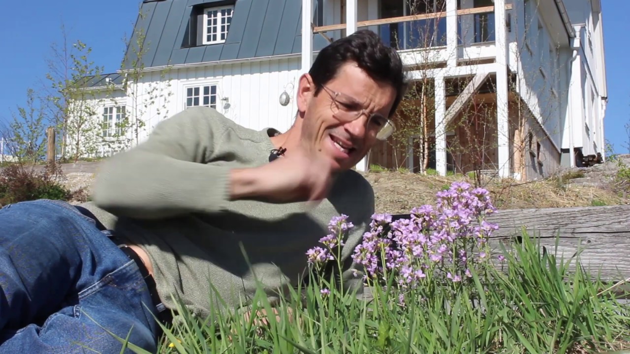 Heimische Bienen-, Hummel- und Insektenpflanzen für April, ein Gartenrundgang