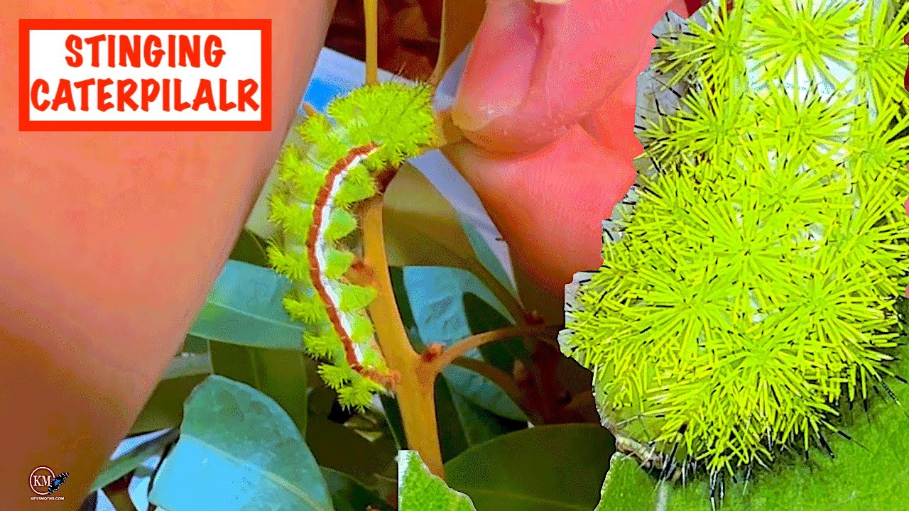 RAISING STINGING IO MOTH CATERPILLARS