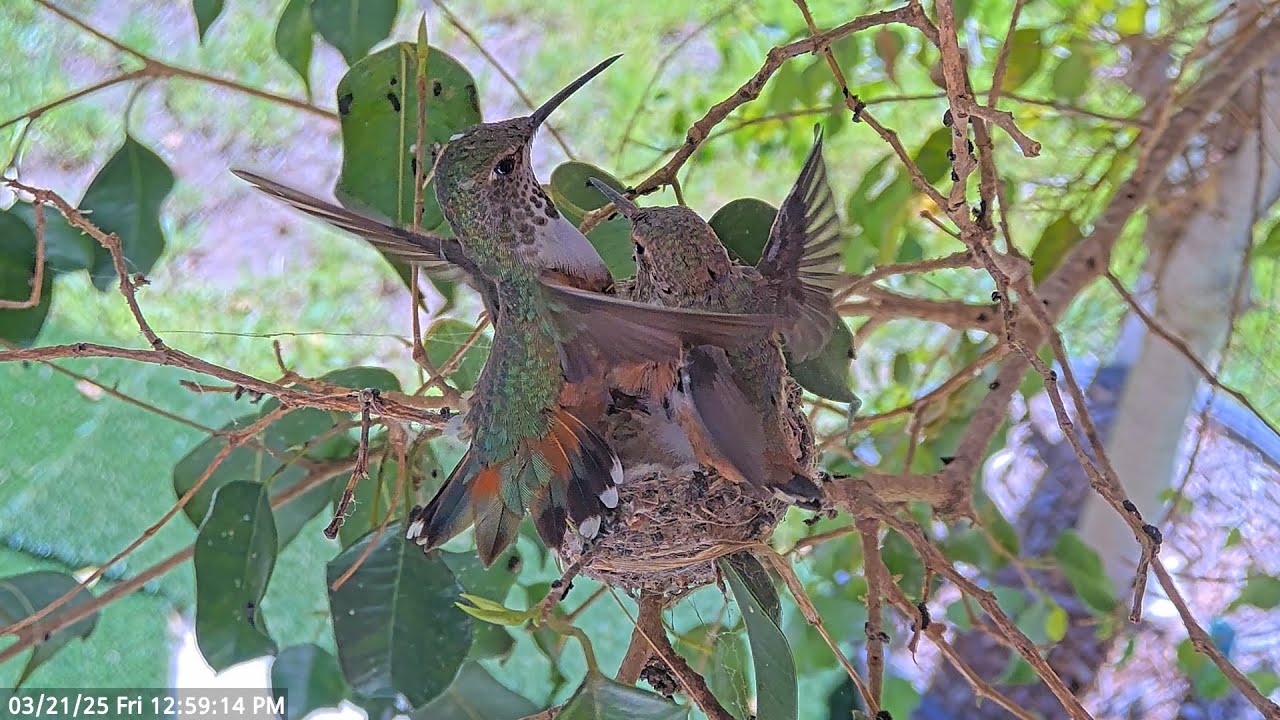 Olive Starts Nestorations And Nothing Is Going To Get In Her Way! #hummingbirds #nest #birds