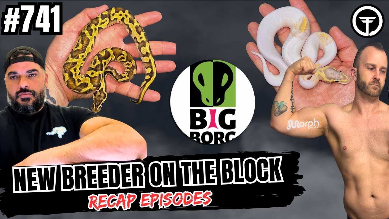 Flexing On All The Ball Python Market Haters | NBB The Recap Episodes (Live)