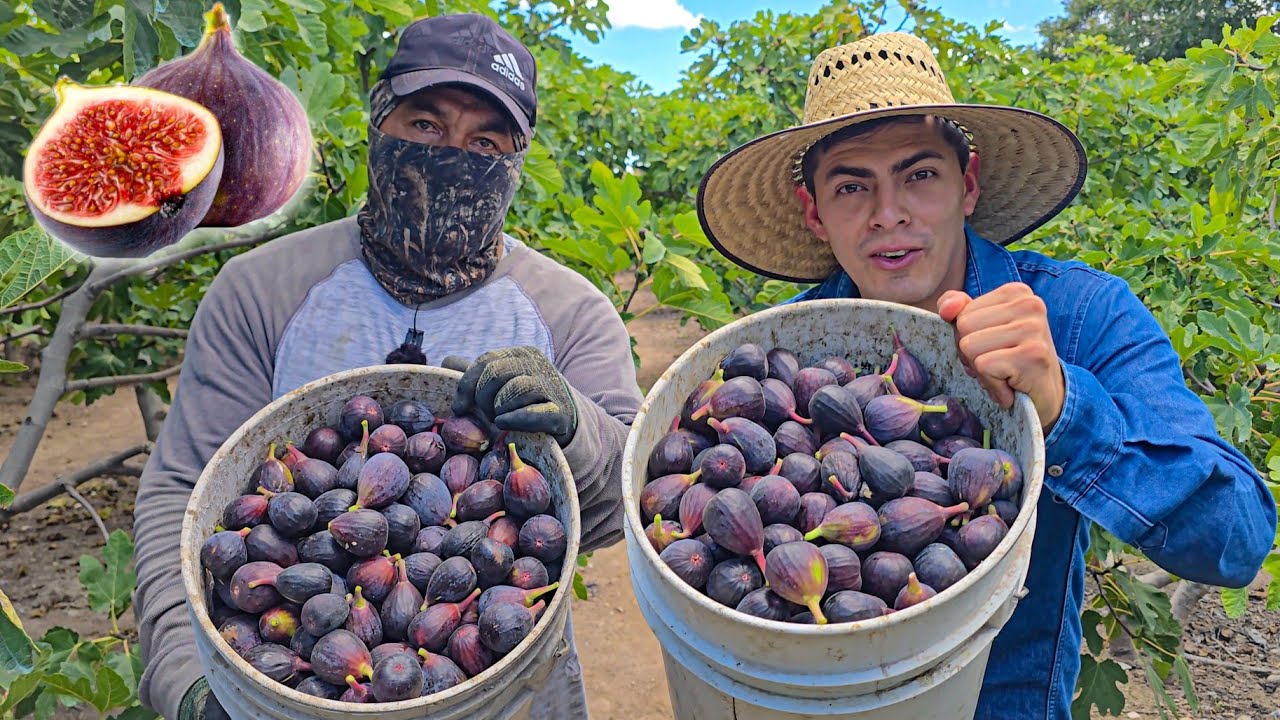 🌿🍈 El Secreto de los Higos: Cómo Cosecharlos y Cuidarlos Correctamente