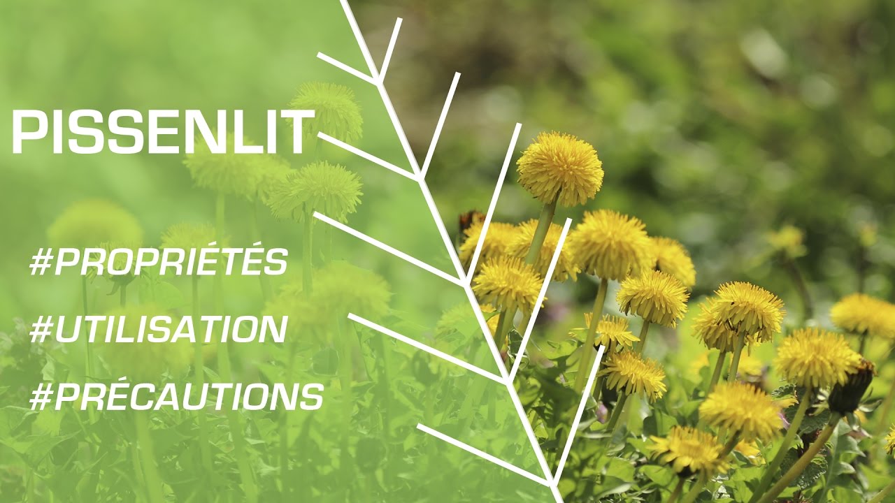Comment utiliser le pissenlit ? - Phytothérapie