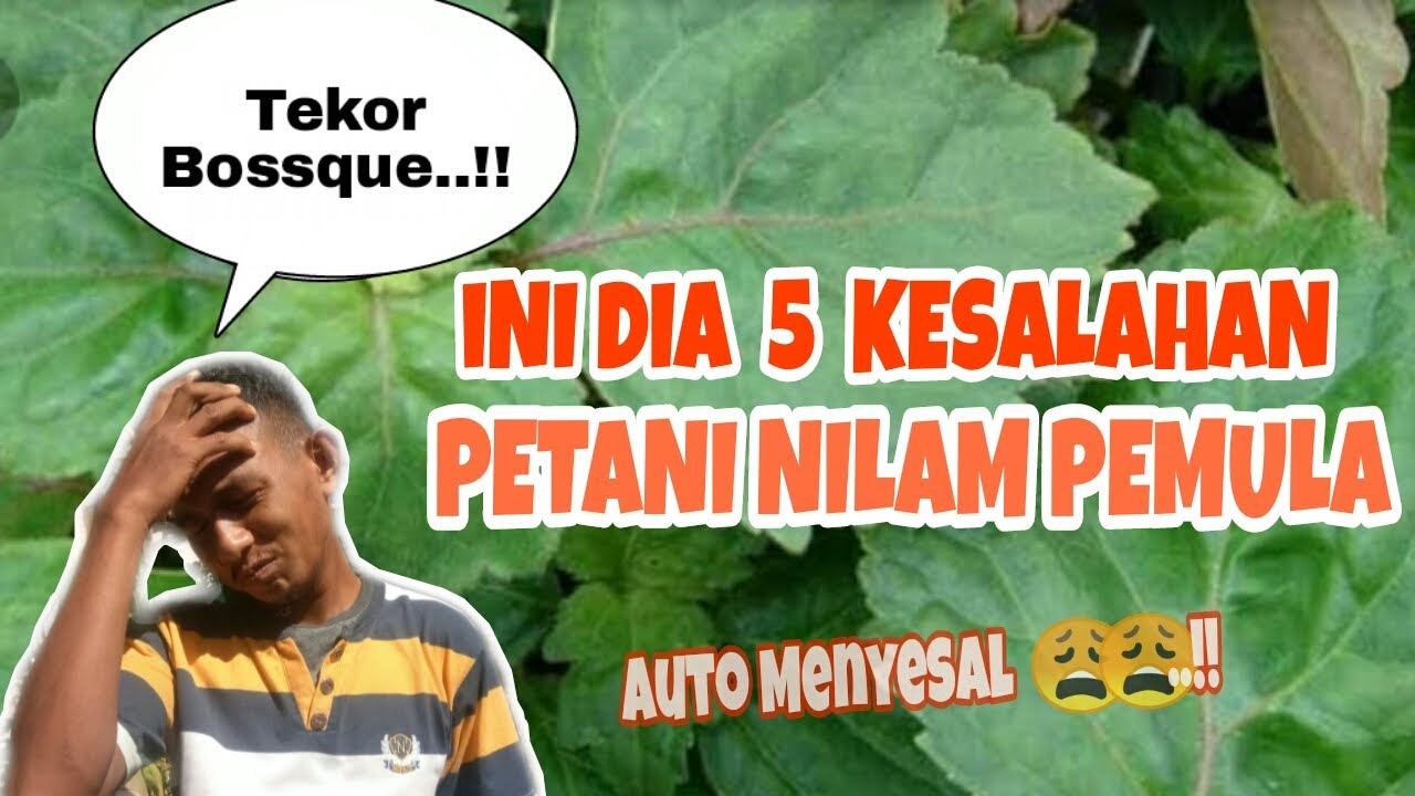 5 KESALAHAN PETANI NILAM PEMULA, Auto Tekor Bosqu..!!!