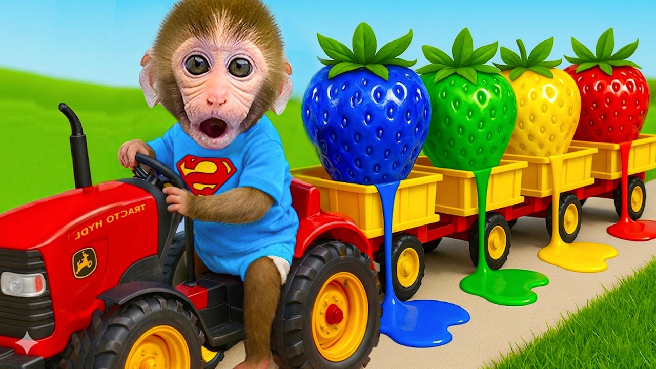 Singe Bon Bon livre des fraises colorées avec son tracteur 🚜🍓🌈