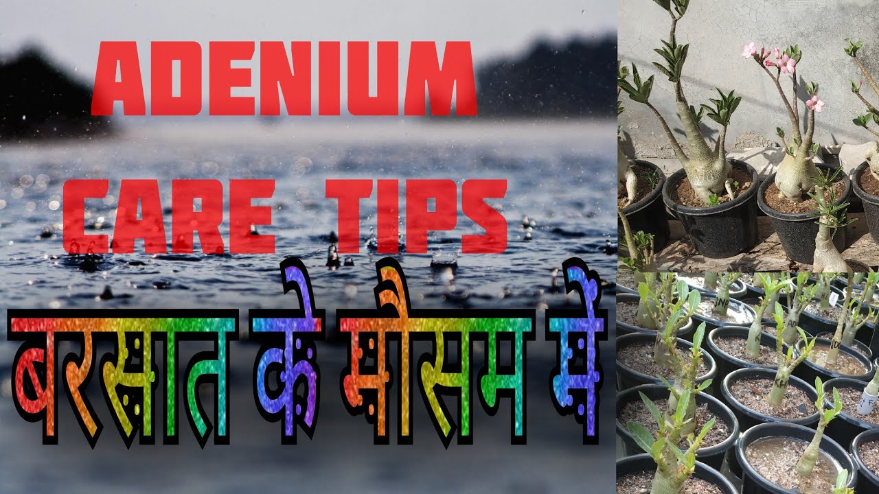 Adenium care in rainy season : बरसात में एडेनियम की देखभाल